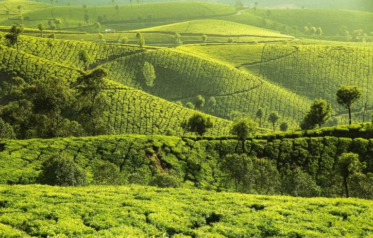 Munnar Hills Tour Package